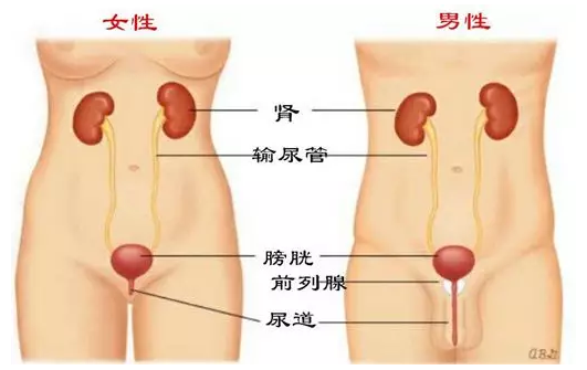 女性治尿道感染的药物，女性治尿道感染的药物有哪些-第1张图片-Otaku Male Knowledge