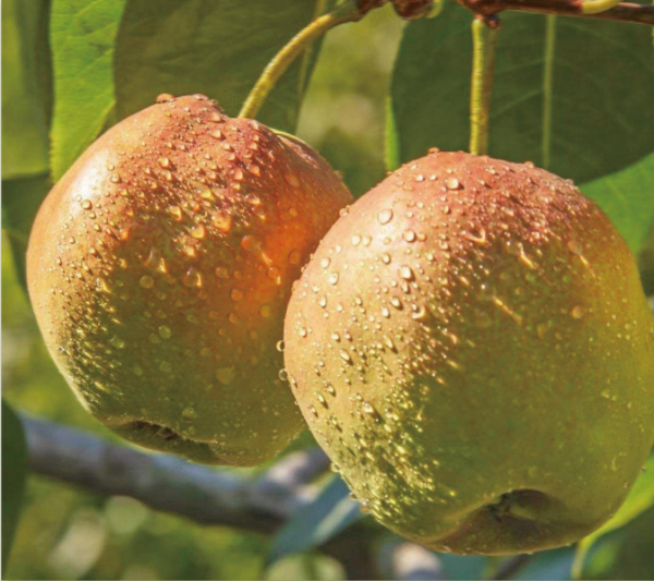山西玉露香梨，两岸同胞口中的贵族水果