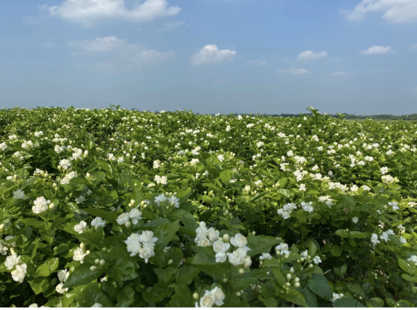 JasBaby茉莉宝贝 用香气连接世界